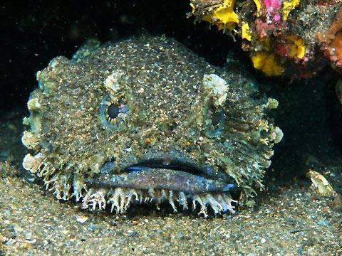 Eastern Frogfish