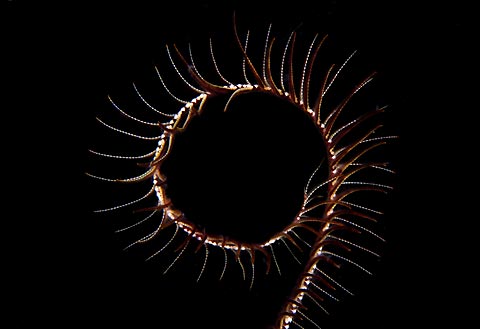 Crinoid Arm