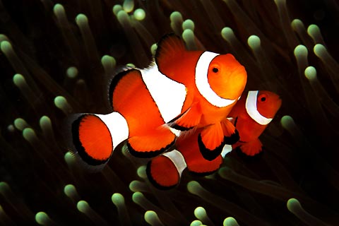 Clown Anemonefish