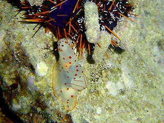 Transparent Nudibranch