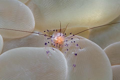 Commensal Shrimp