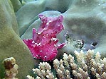 Leafy Scorpionfish