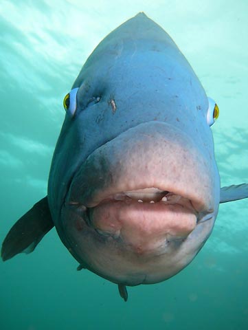 Friendly Blue Groper