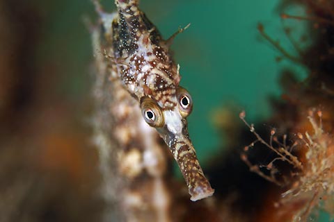 Seahorse