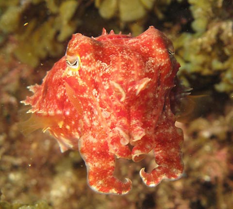 Cuttlefish at Byron