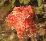 Cuttlefish at Byron