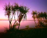 Fannie Bay with Pandanus - Photo courtesy of Northern Territory Tourist Commission