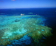 Coral Reef - Photo and text courtesy of Tourism QLD