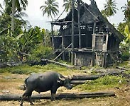 Water buffalo at work