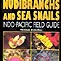 Nudibranchs and Sea snails